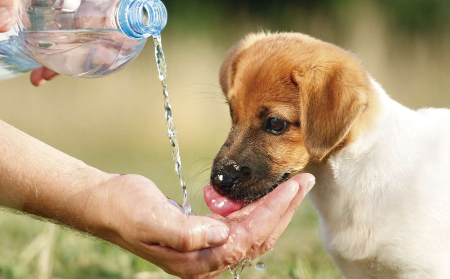 los cuidados para nuestras mascotas y el calor.